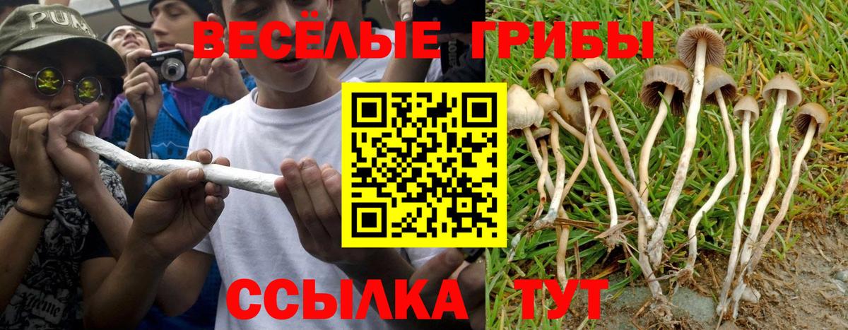 Галлюциногенные грибы Psilocybe Губаха